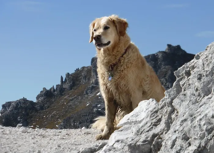 Bed & Breakfast Steinadler Neustift im Stubaital